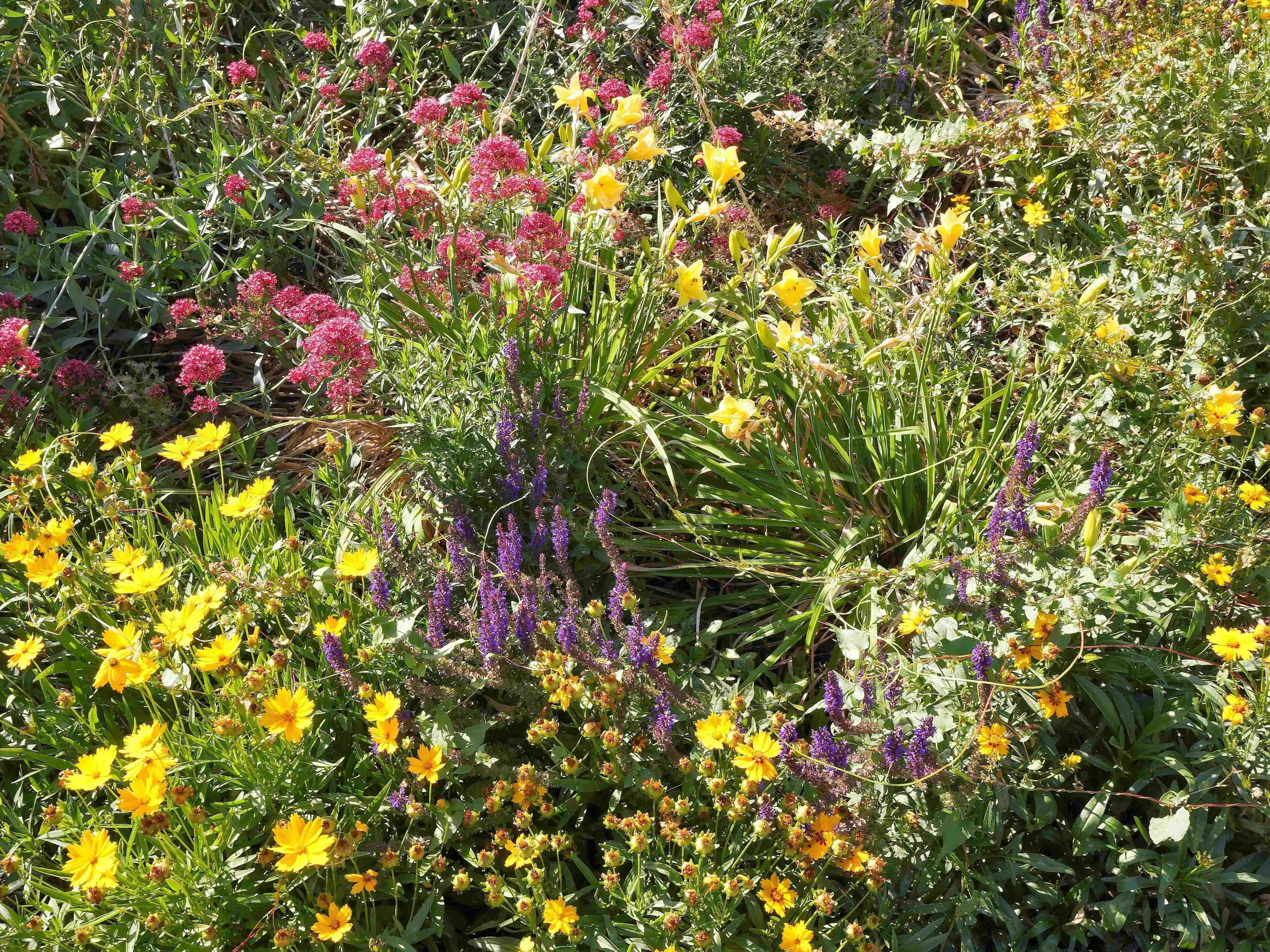 Bunte Blumen im Beet