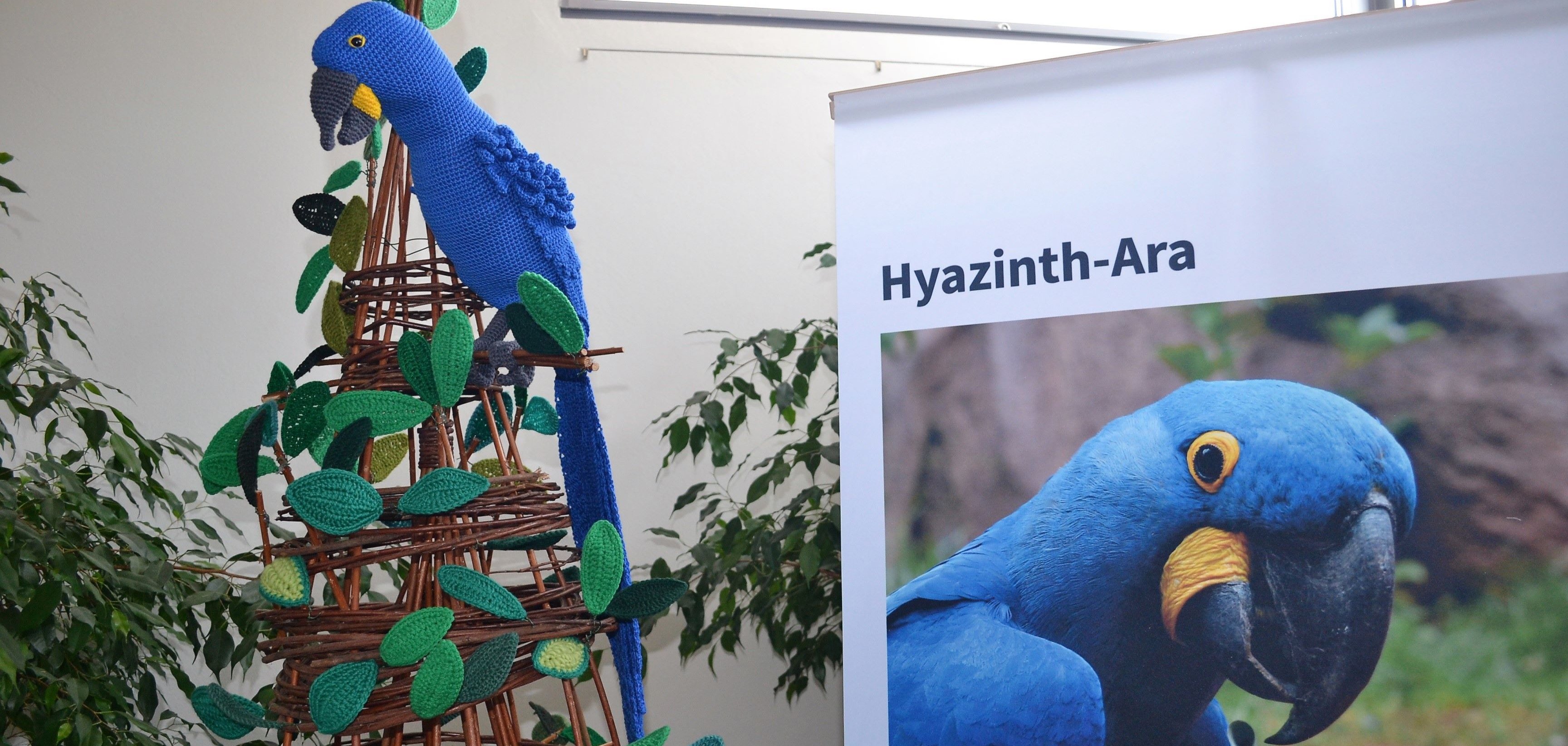 Hyazinth-Ara im Museum