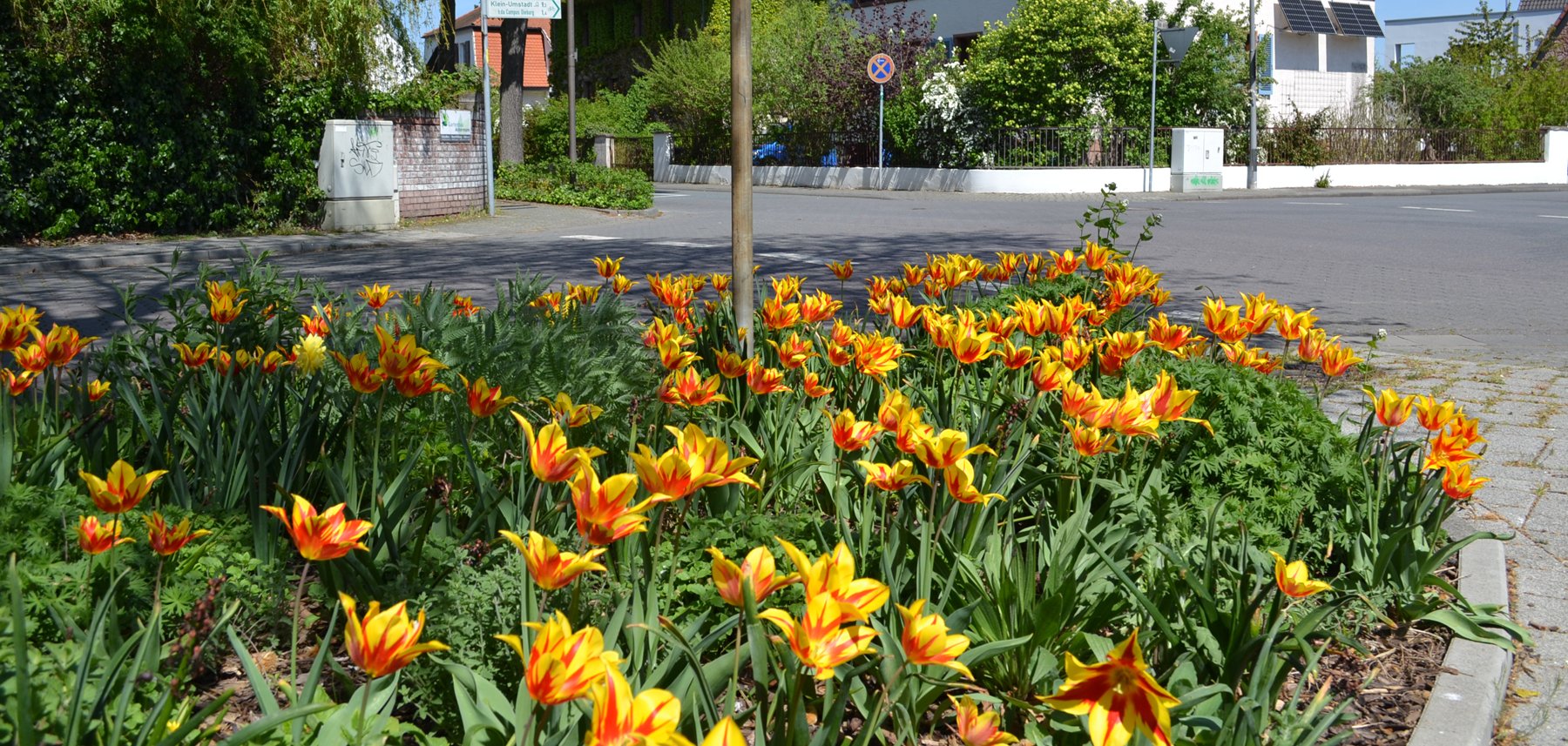 Straßenrandbepflanzung