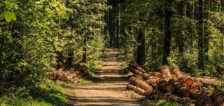 ein Weg im Wald