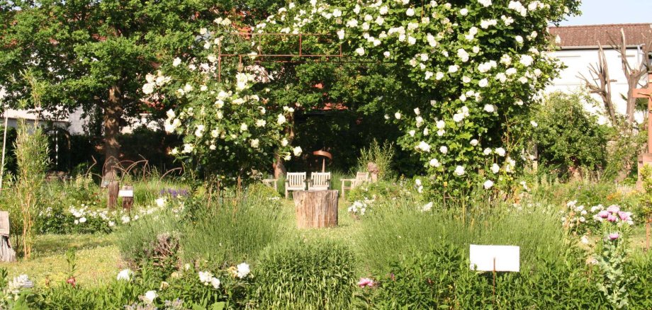 Rosen im Franziskusgarten