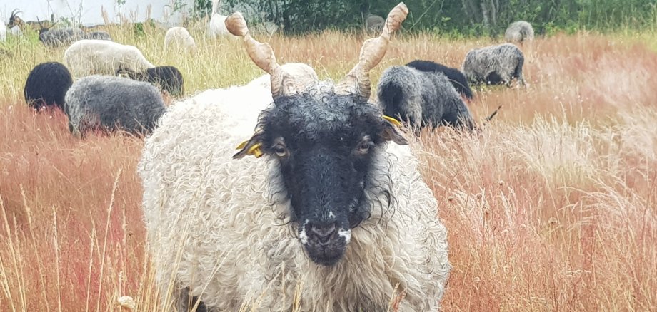 Ein Schaf, bereit zum Scheren