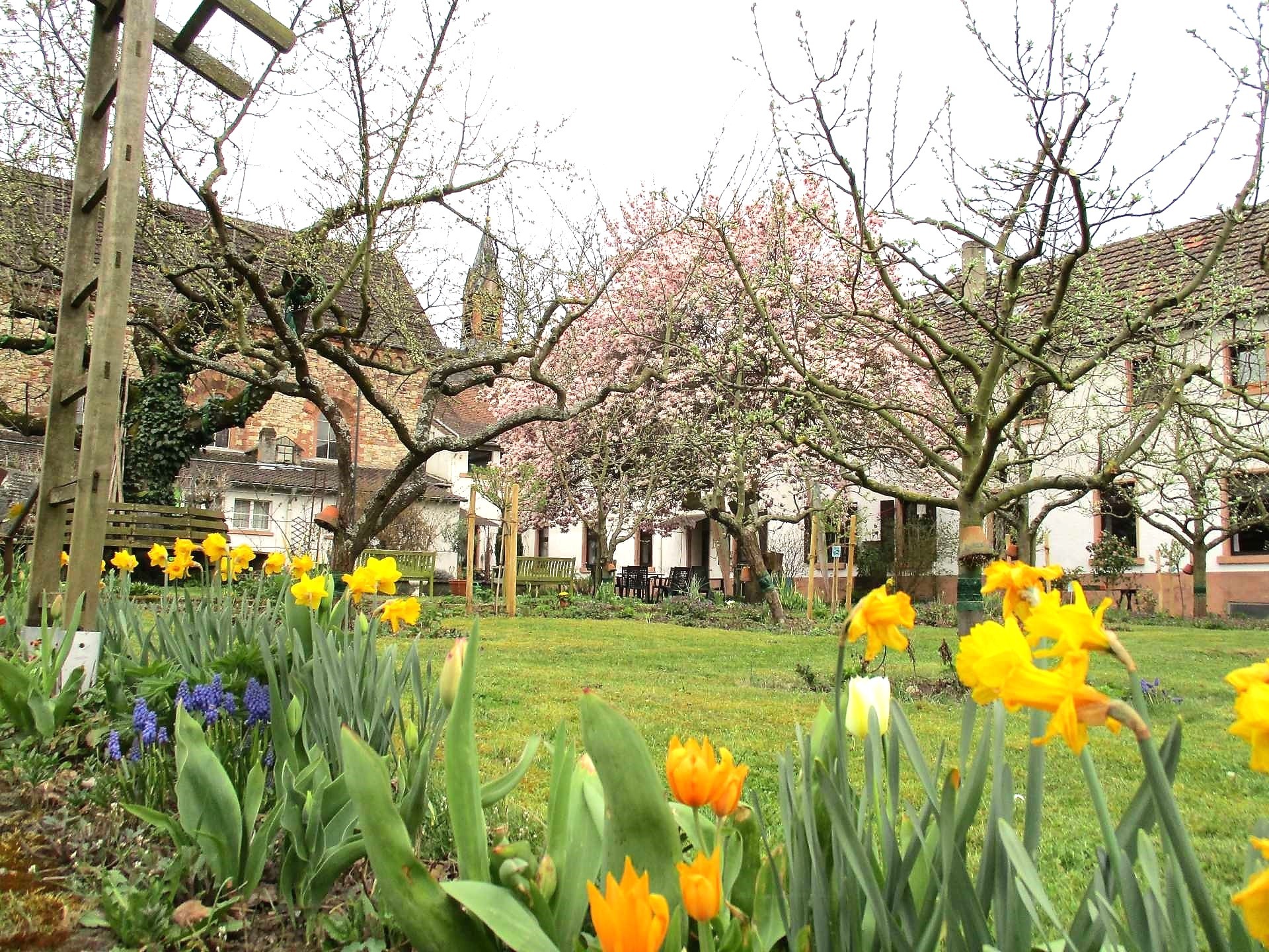 Tulpen im Klostergarten