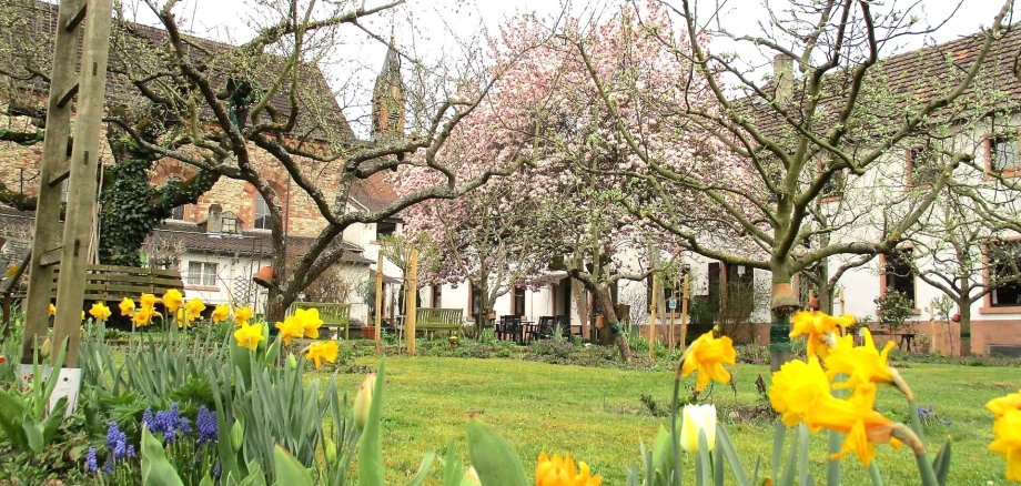 Tulpen im Klostergarten