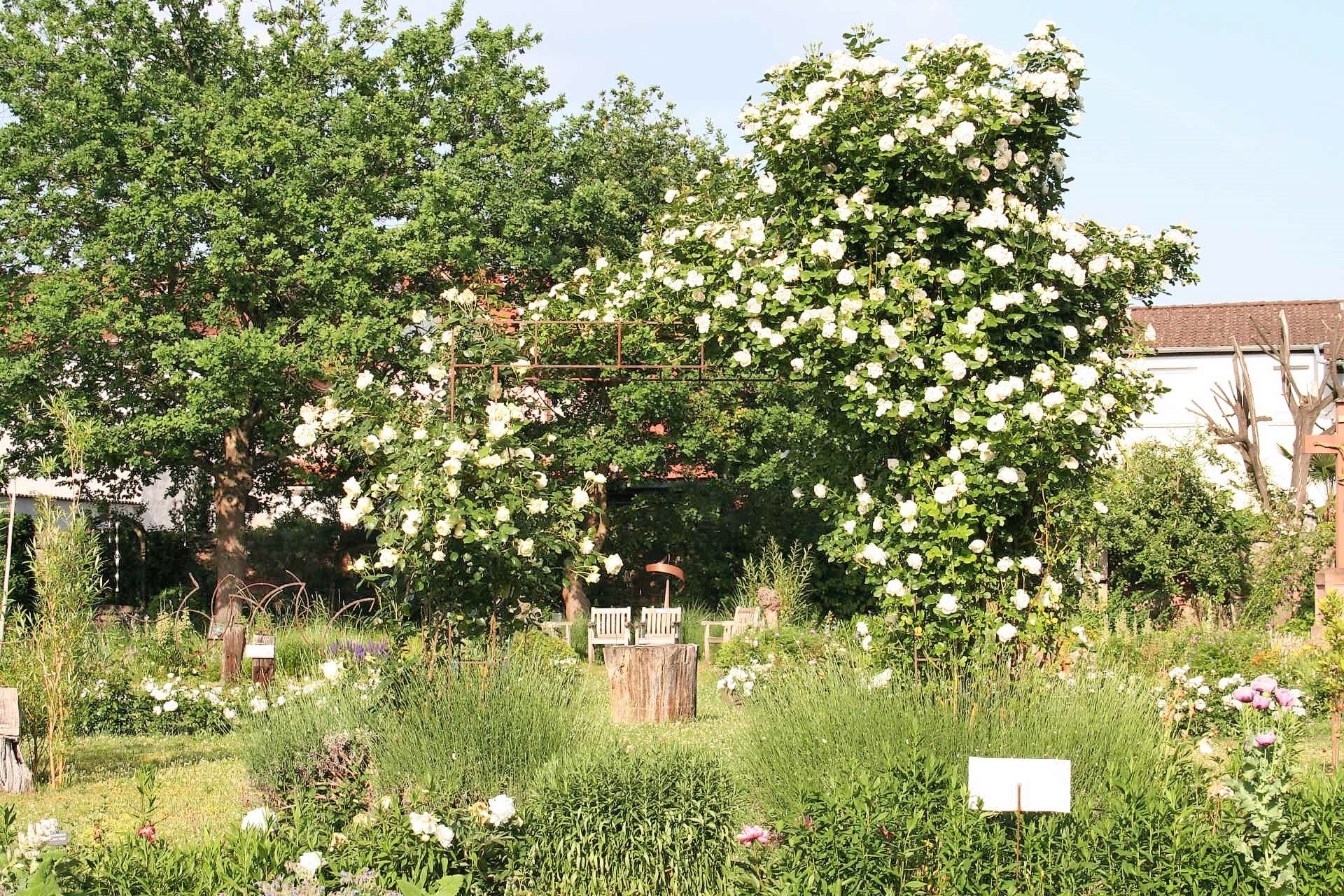 Sommer im Franziskusgarten