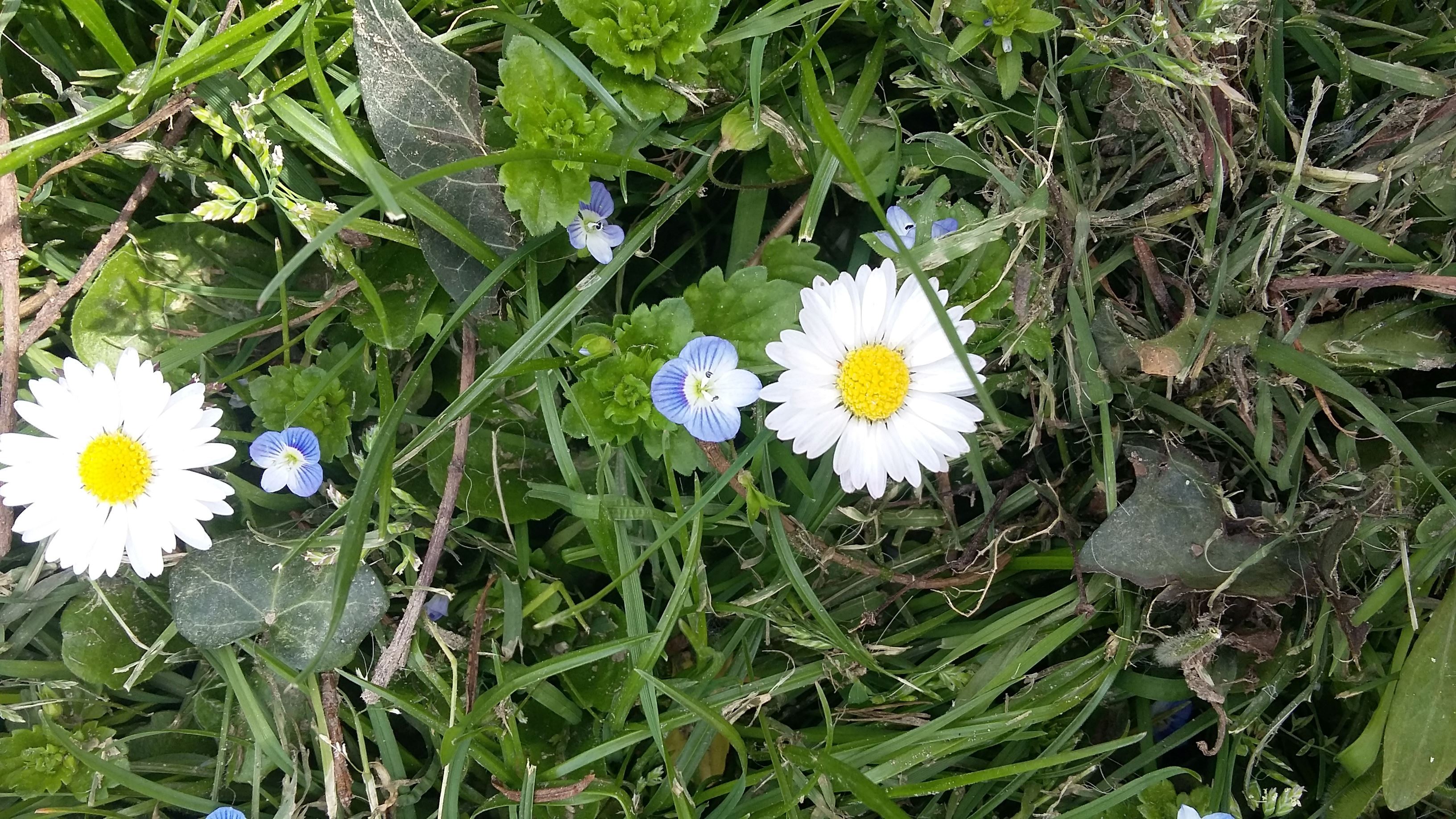 Gänseblümchen auf der Wiese