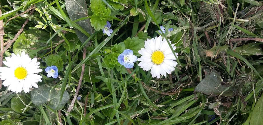 Gänseblümchen auf der Wiese