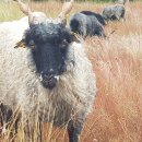 ein Schäfer und sein Schaf