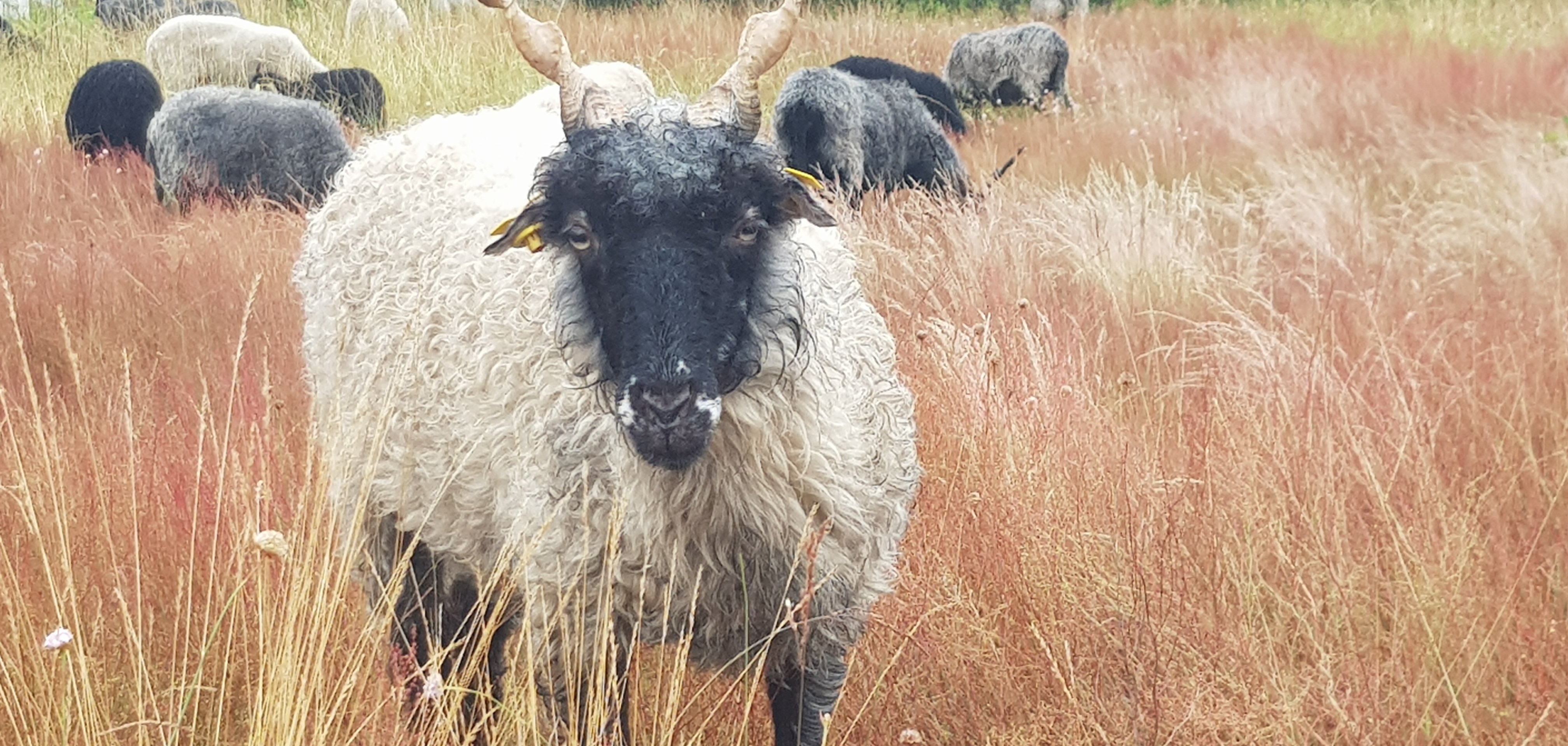 ein Schäfer und sein Schaf