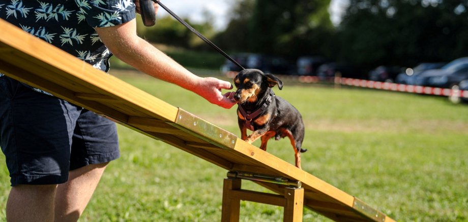 Ausstellung Hund