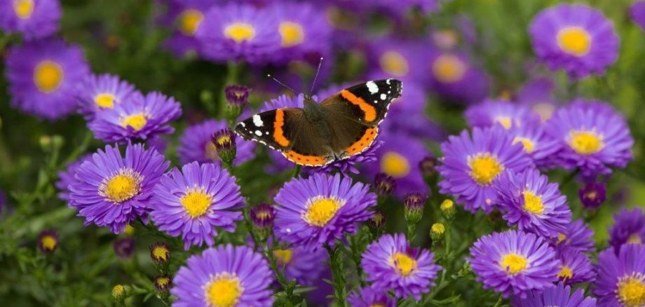 Schmetterling auf einer Blumenwiese