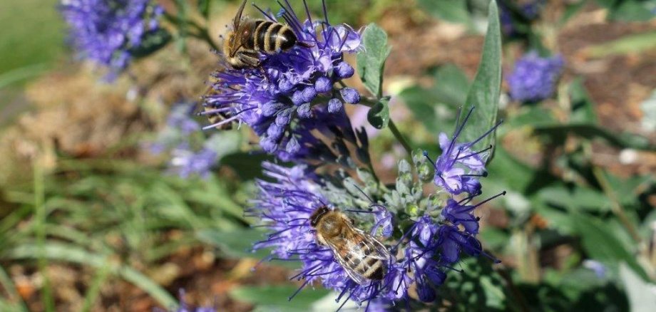 Blumen im Garten