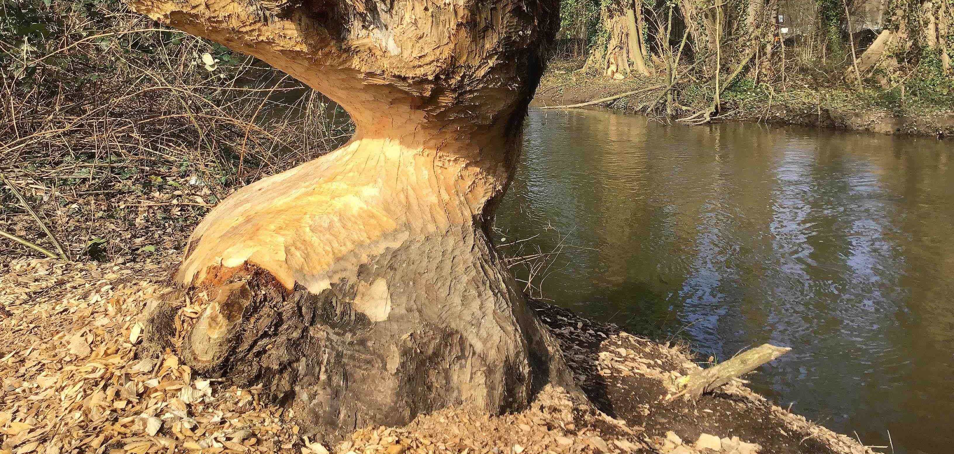 Der Biber-Baum an der Gersprenz