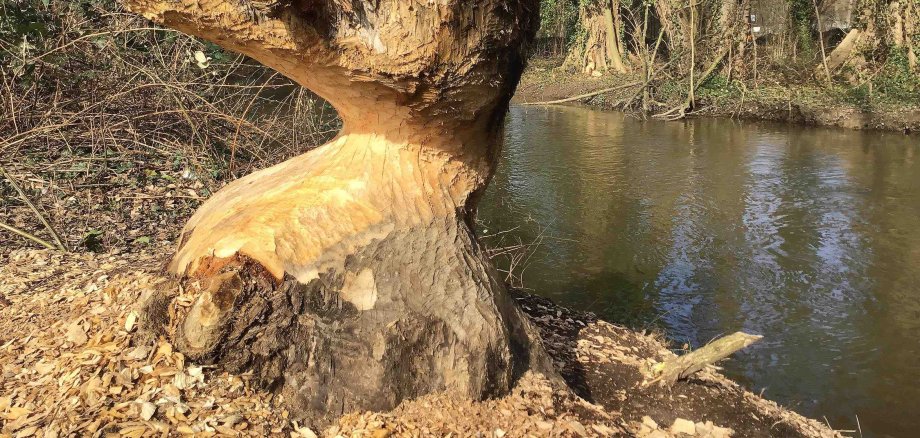 Der Biber-Baum an der Gersprenz