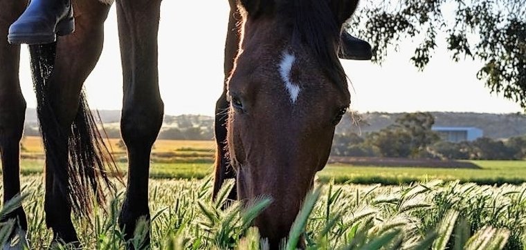 ein Pferd