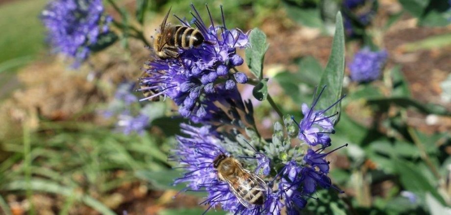 schöner Garten