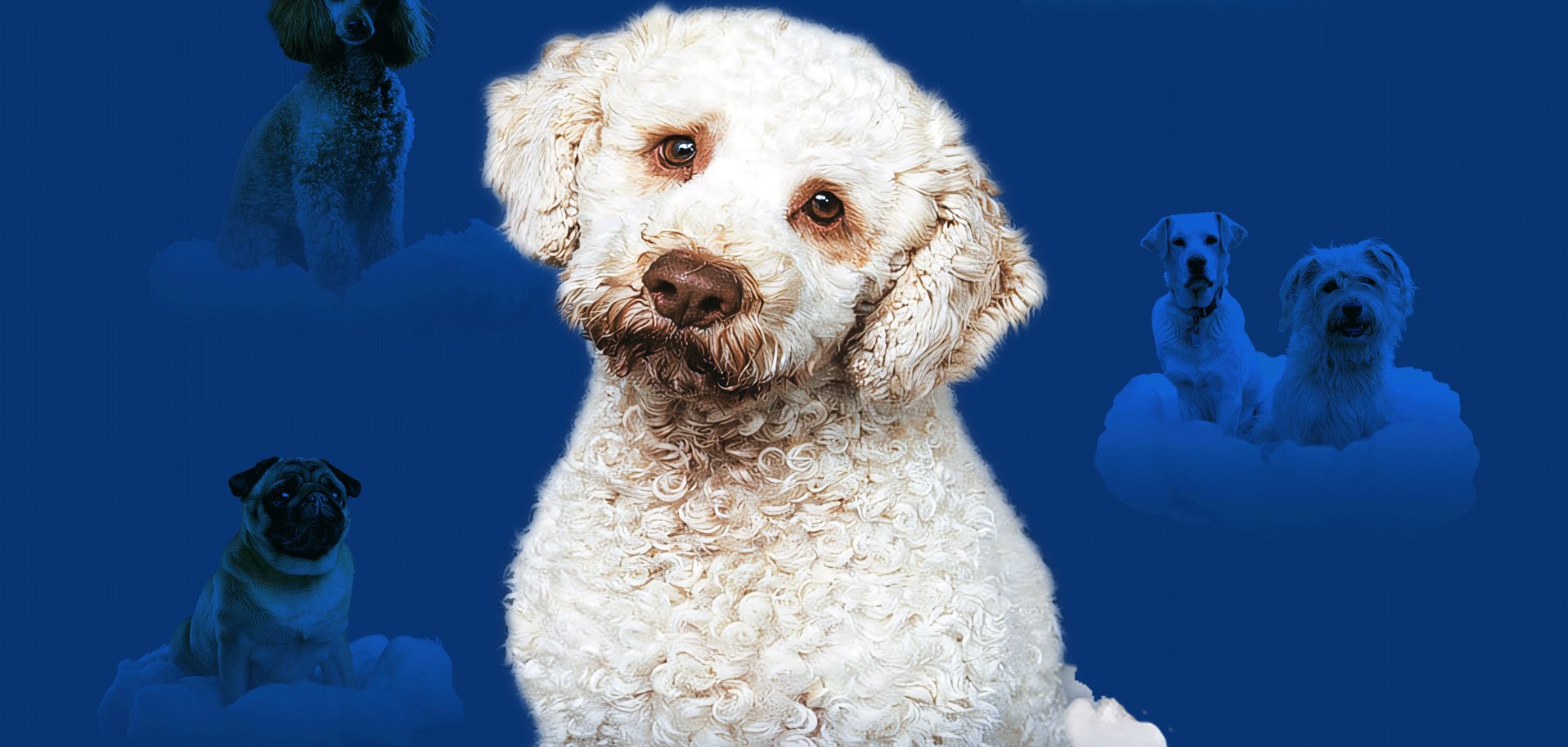 Din A2_V01.indd das Plakat