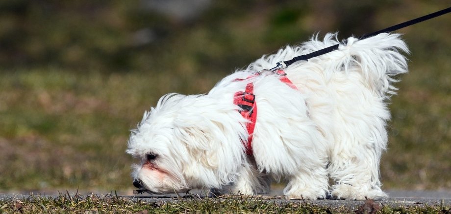 Hund